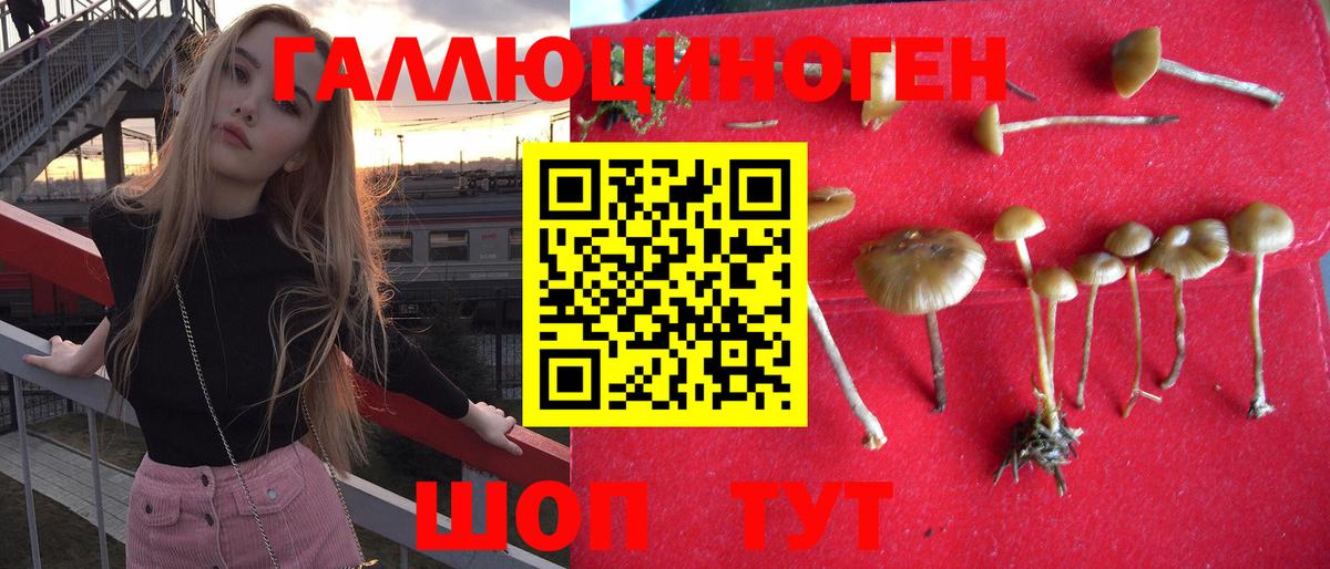 наркотики  Псилоцибиновые грибы Psilocybine cubensis  Знаменск  Вход с VPN  Псилоцибиновые грибы прущие грибы 
